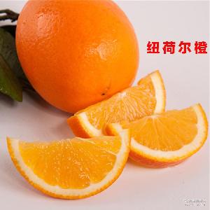 綠爾果汁 價格、型號與選購指南，助您品味新鮮水果零售的健康之選