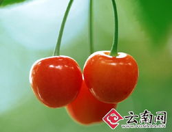 干旱減產致云南本地水果價格攀升，新鮮零售市場迎來挑戰